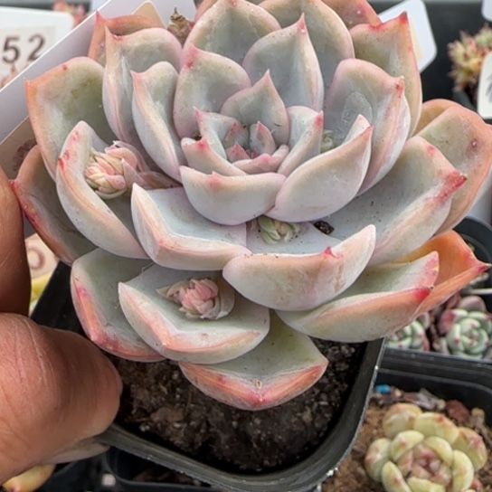 397非欧娜一物一拍多肉