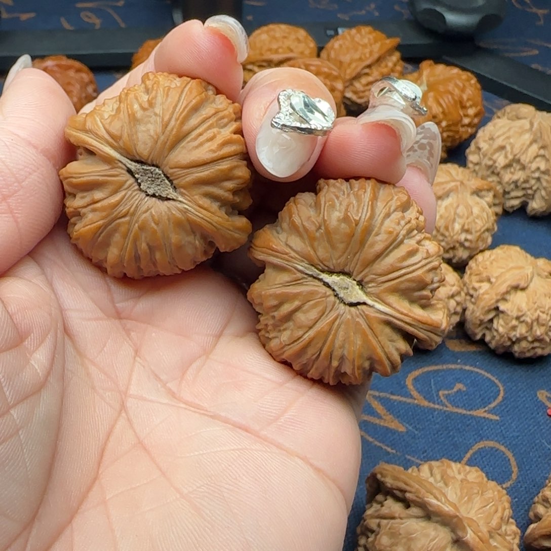 核桃?*?39.5卡姿兰狮子头