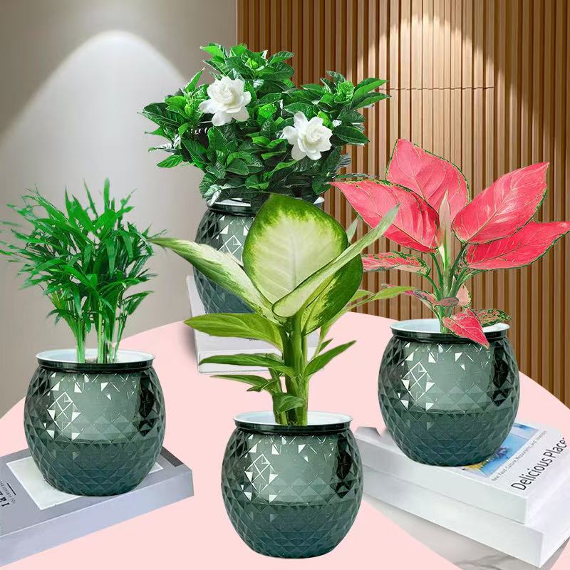 【新疆包邮】水培绿植四件套家居净化空气