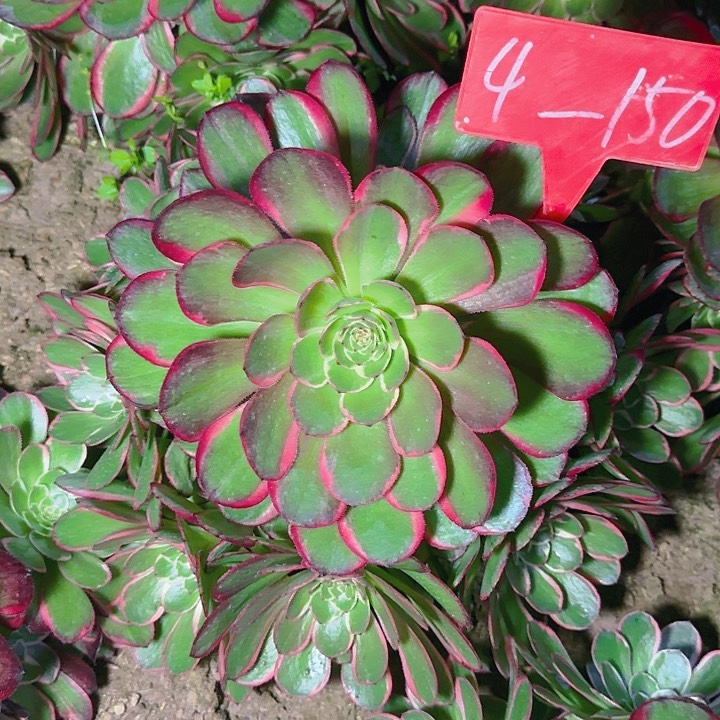 4-150粉花妖多肉法师