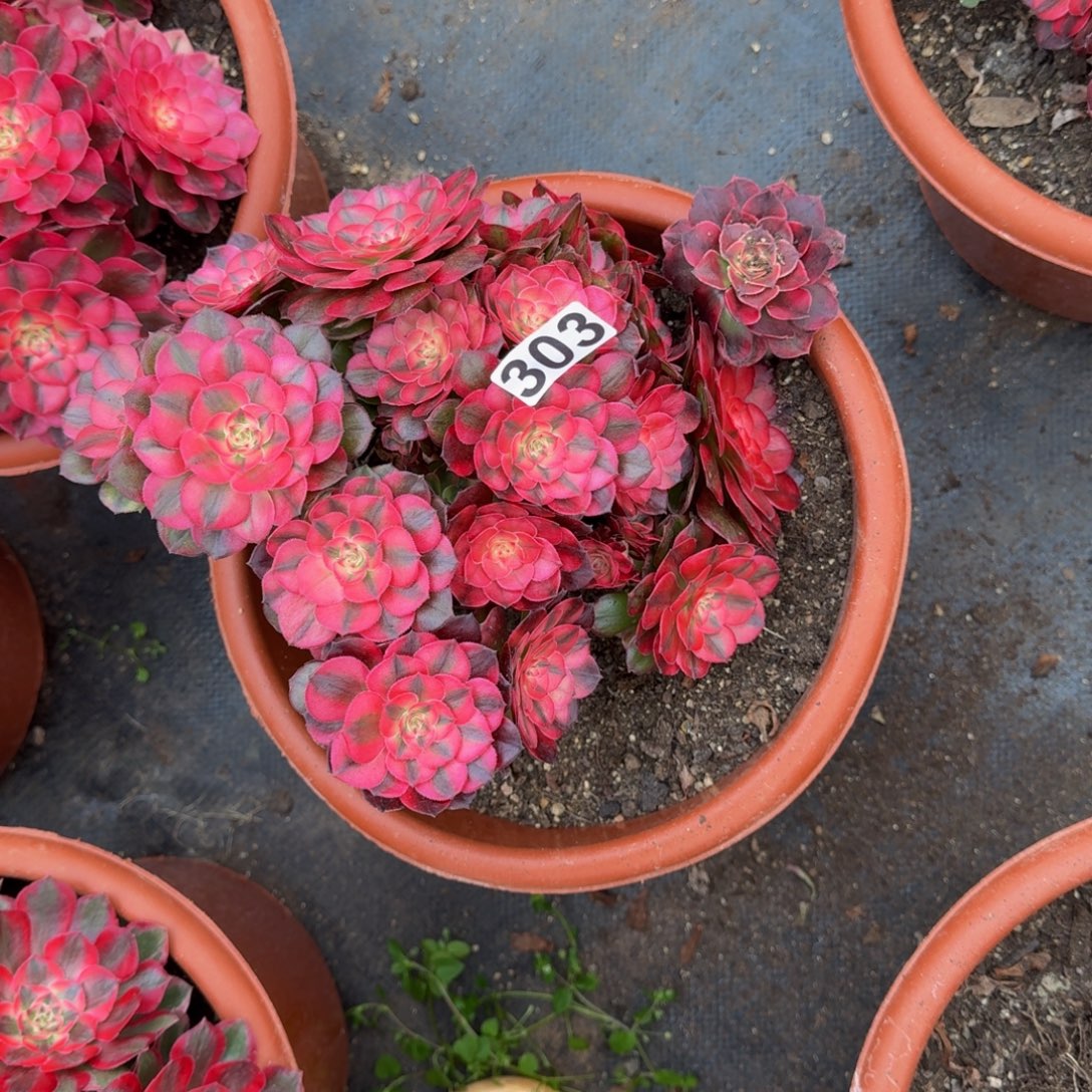 303多肉植物荔枝有砍特价