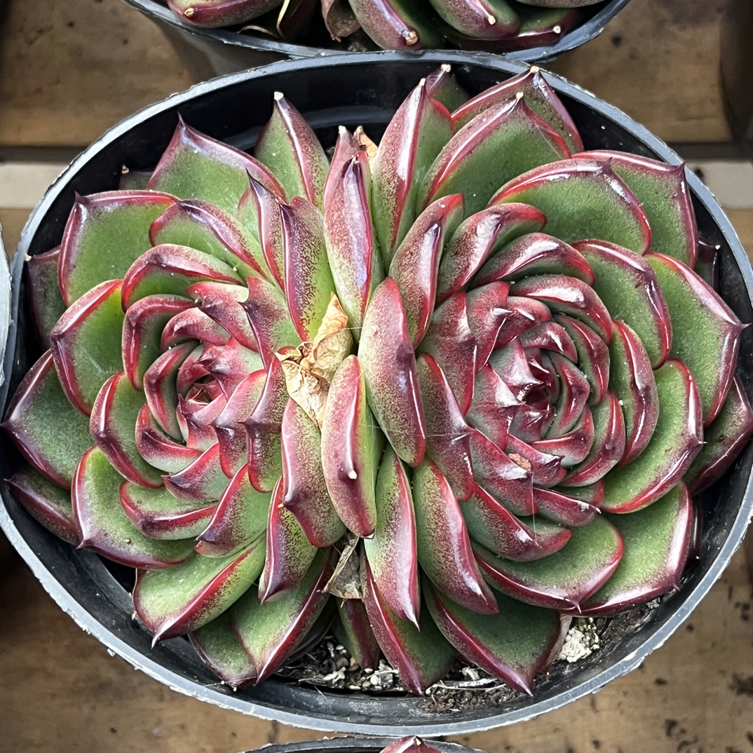 【任意下单即包邮】月亮石双头10厘米多肉植物，脱土发货