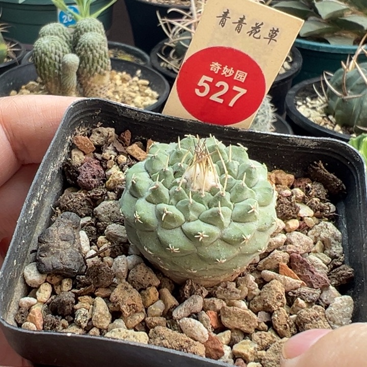 实生母本菊水3.1cm