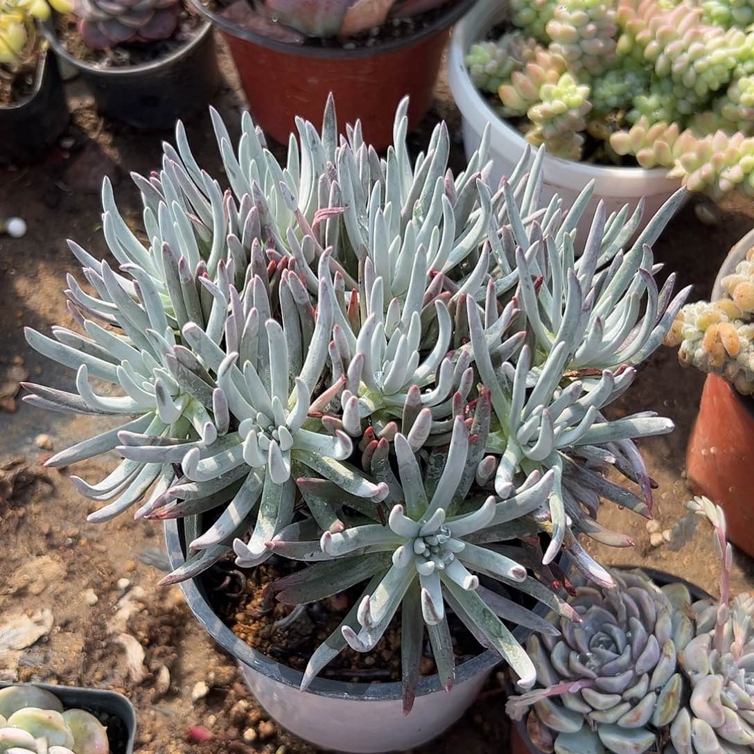 多肉植物多肉植物