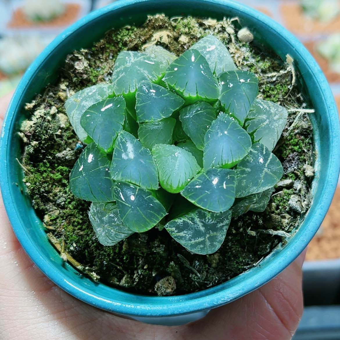 【闪购商品】蓝赤线