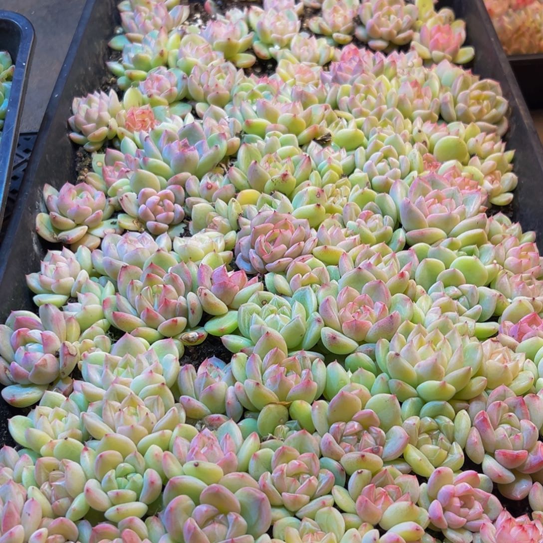 用***5248多肉葡萄的味道真的是