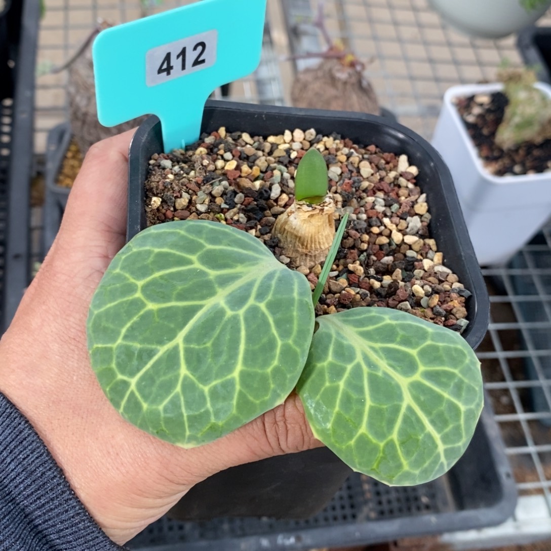 彩叶厚炖菊+蕾丝灯台百合