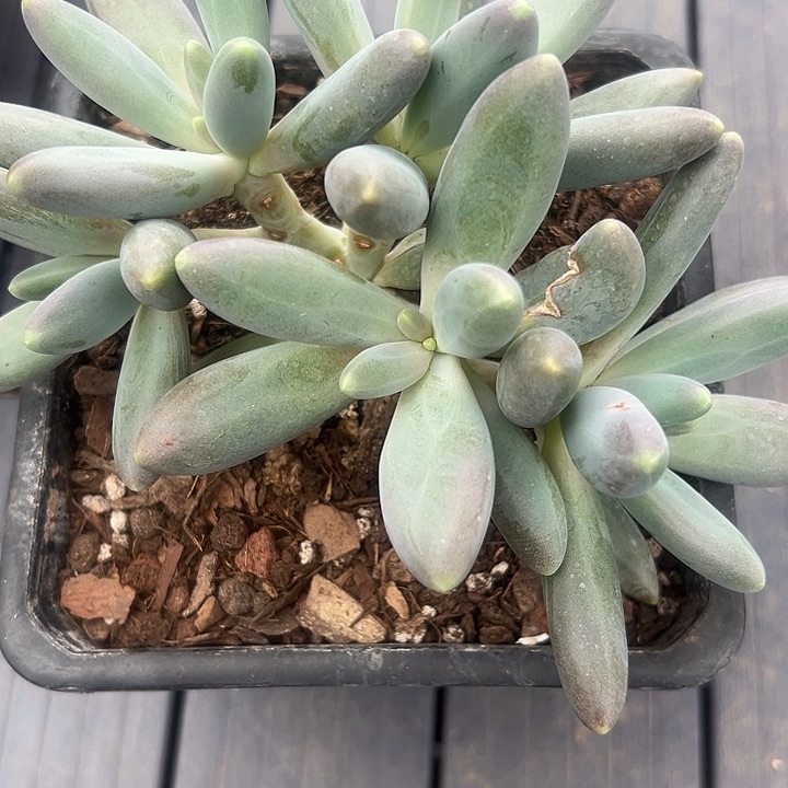 X***业烟花，一物一拍