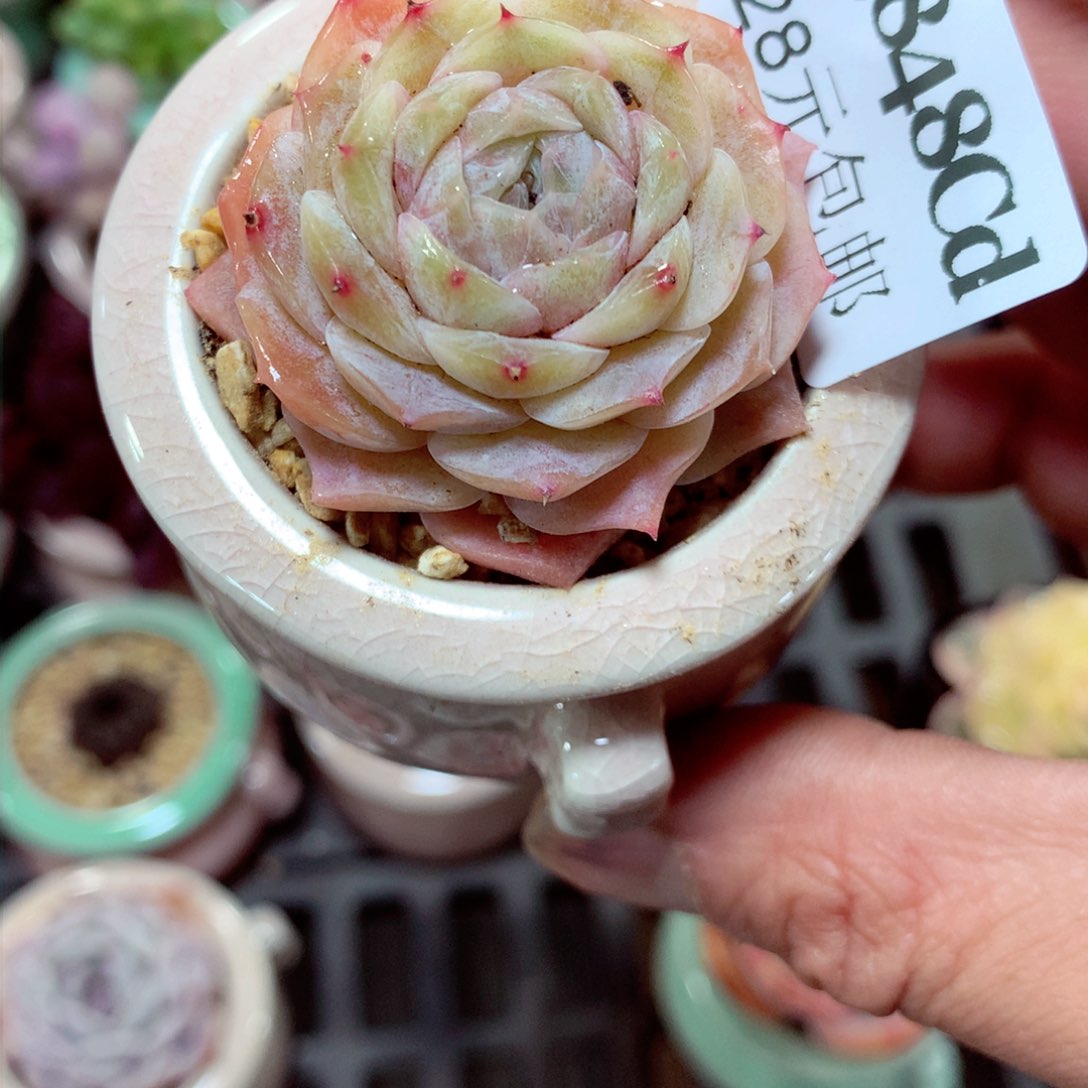 5厘米盆精控多肉3848