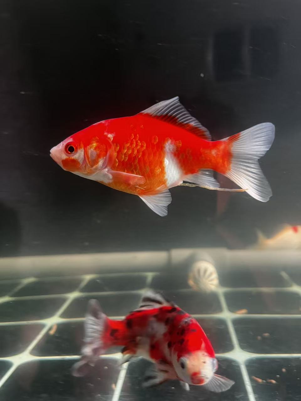 短尾草金鱼流拍链接