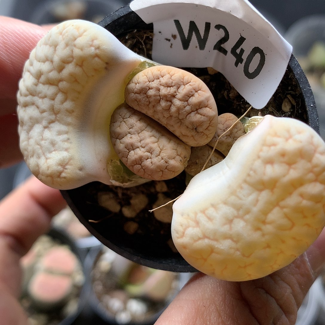 W240多肉植物保护