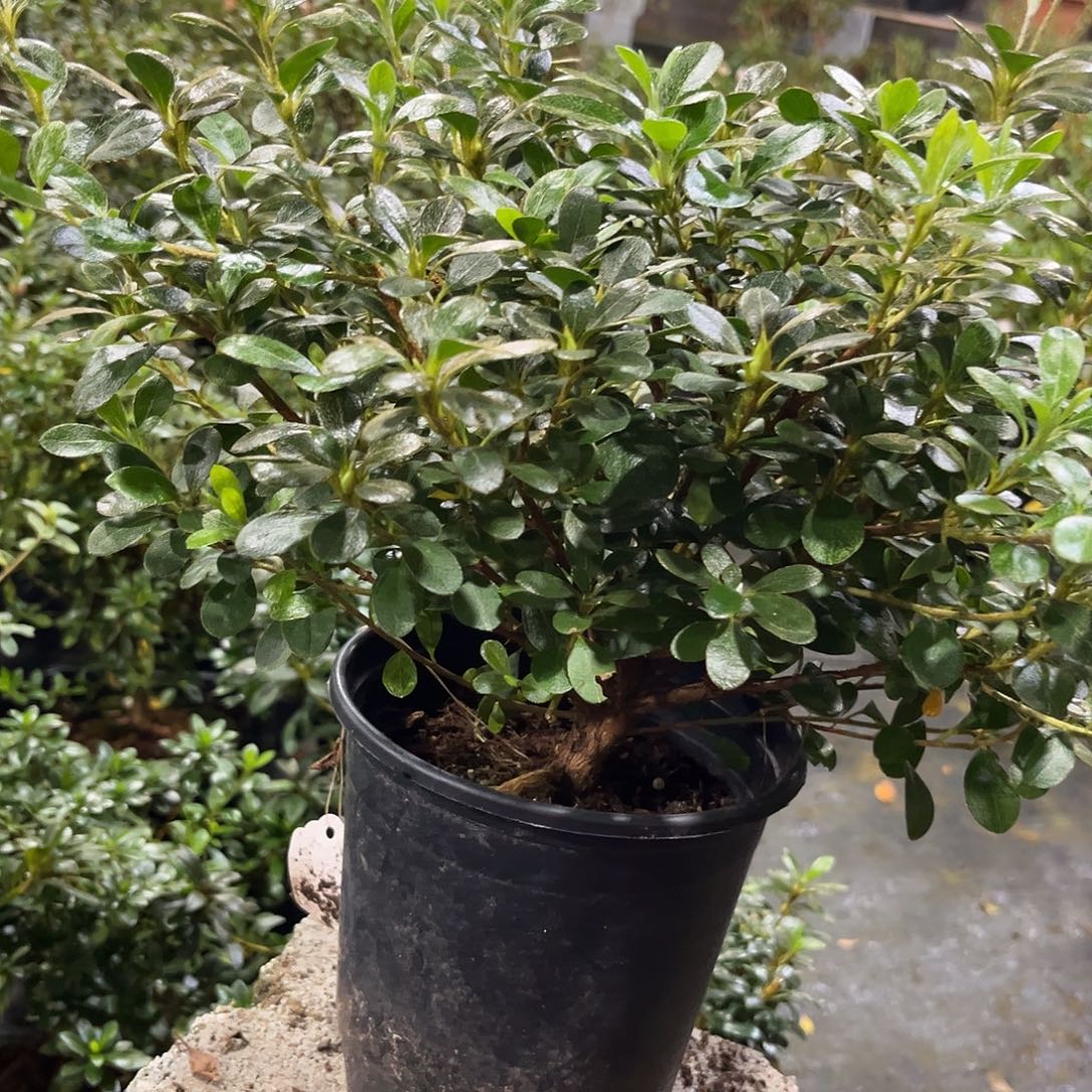 明***有完全开放天竜姬杜鹃