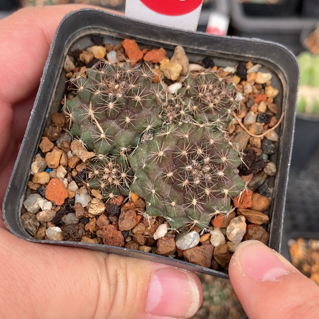 实生龙爪球鱼鳞丸群一颗5.5cm