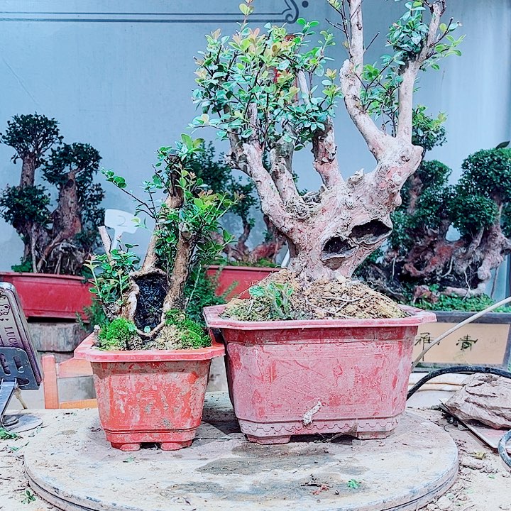 完全开放盆景赤楠花香