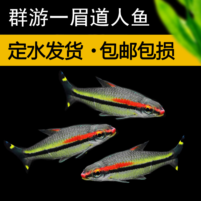 草缸群游大号一眉道人鱼观赏鱼红眉道人可混养小型淡水热带鱼