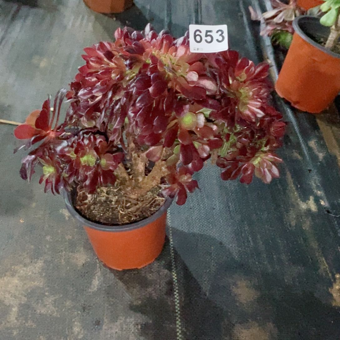 欧紫缀653多肉1111