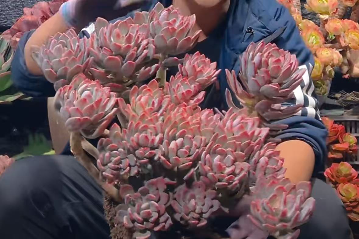 精品多肉植物   大灰姑娘