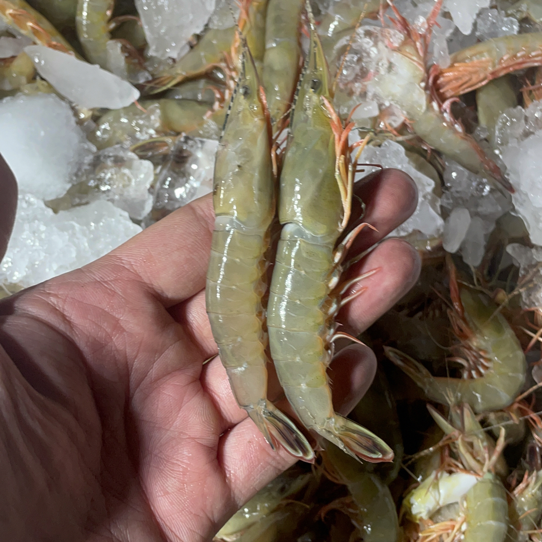 东海野生条虾滑皮虾鲜活速冻锁鲜海虾顺丰发货抖音