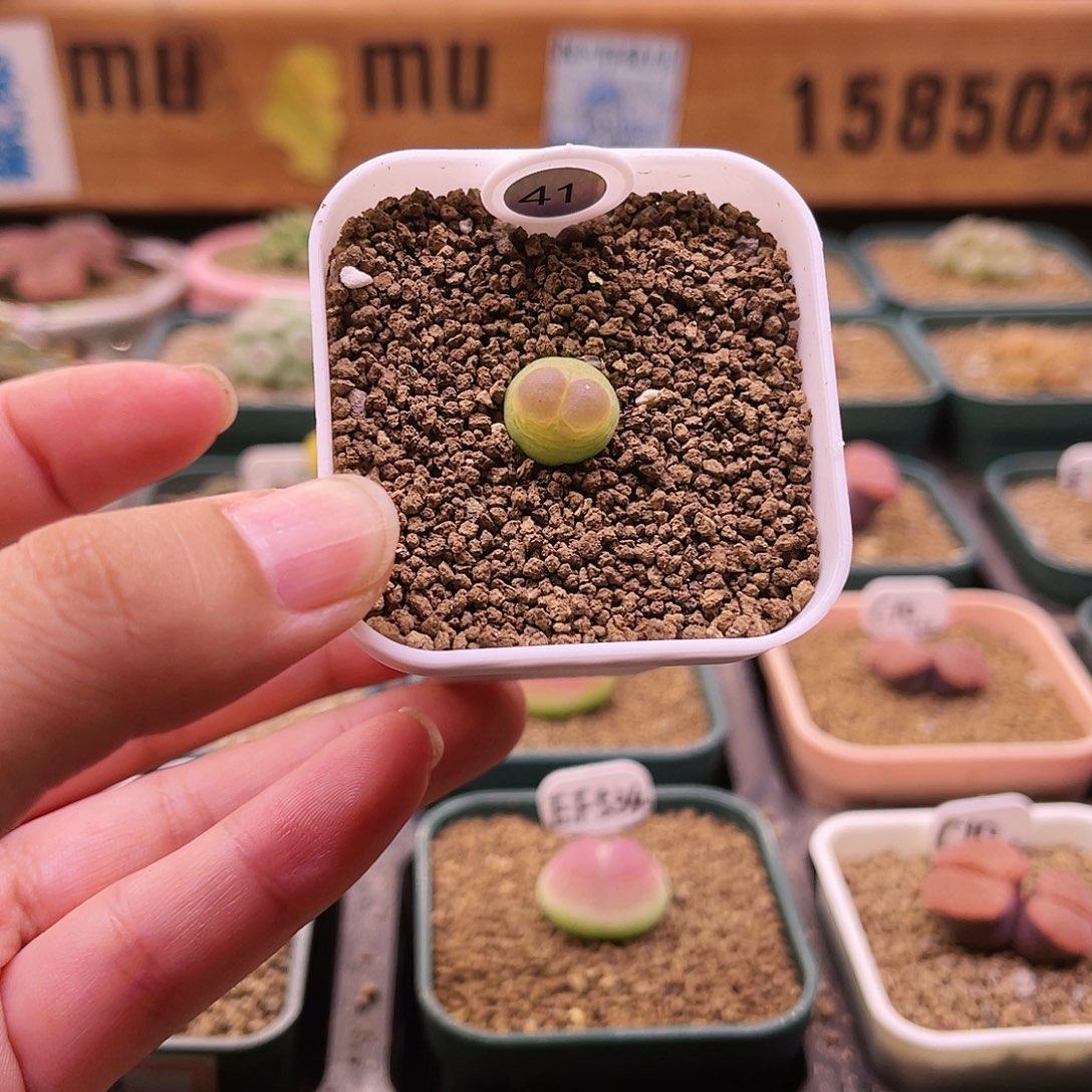 三年多大王登可带盆土发货