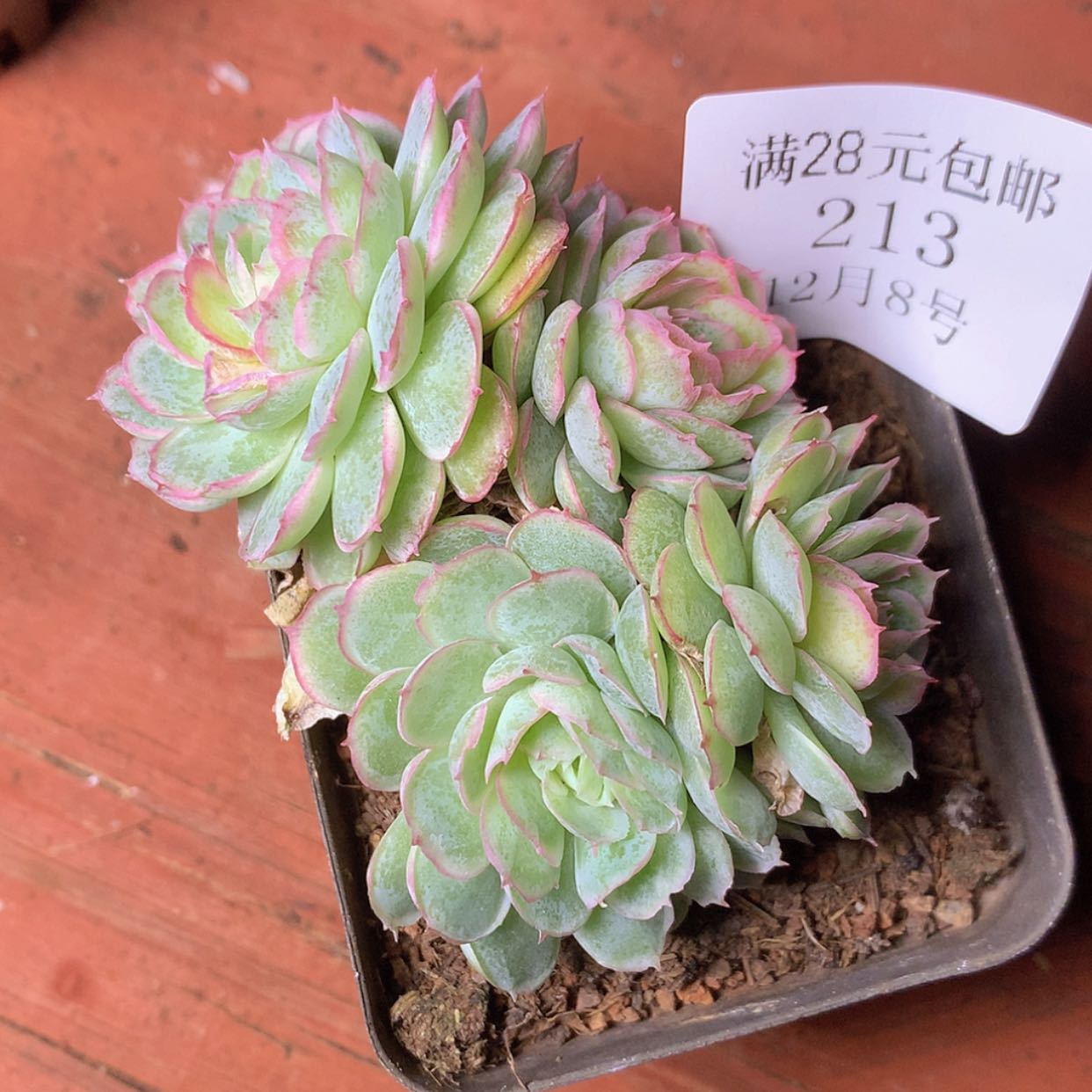 【闪购商品】云213号水晶扇贝
