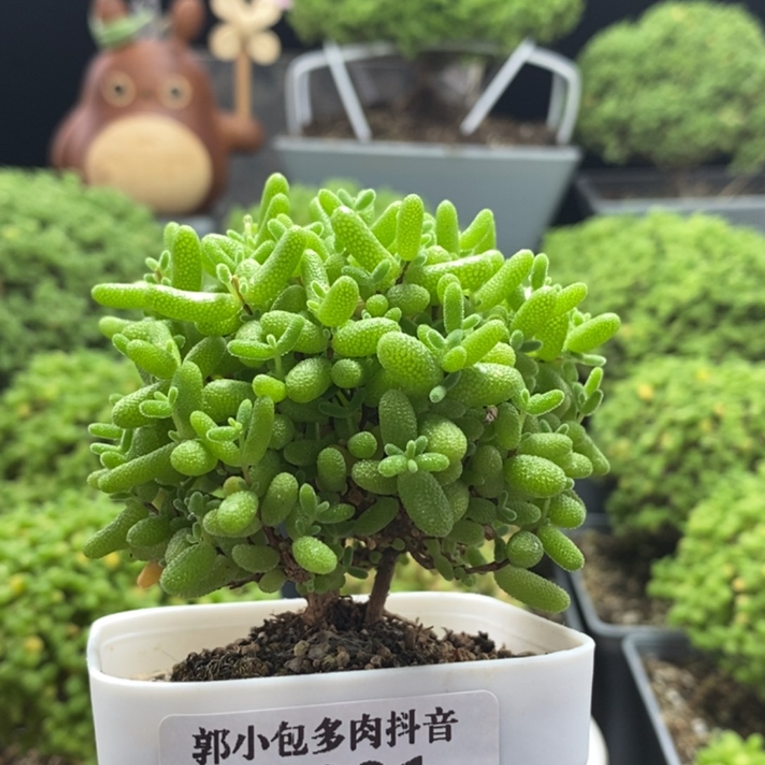 蜜橘糖球8321枝干番杏