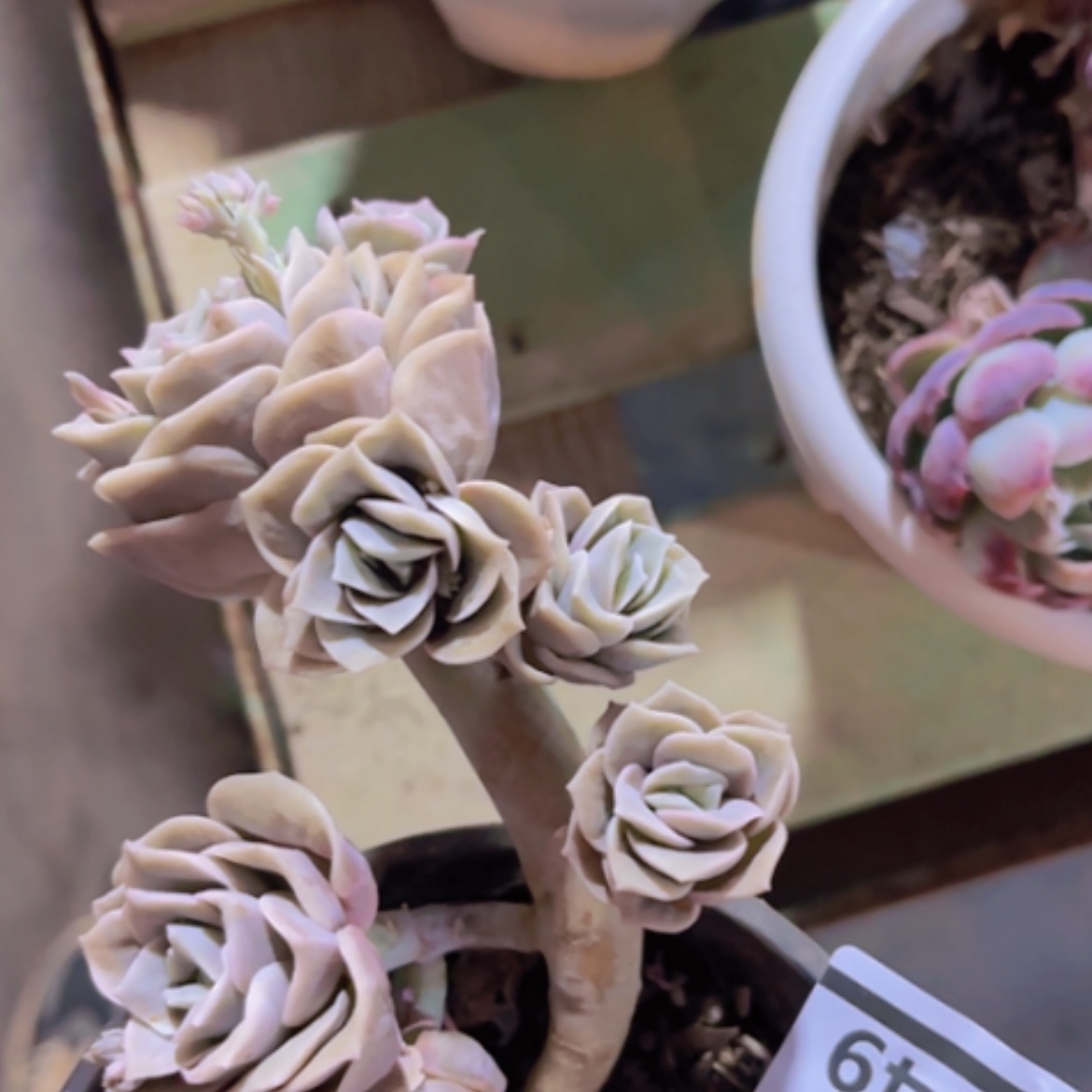 【闪购商品】可爱玫瑰15149