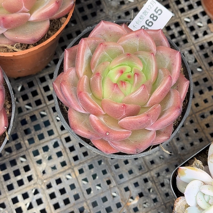 阿雅园艺。        8685Q橙