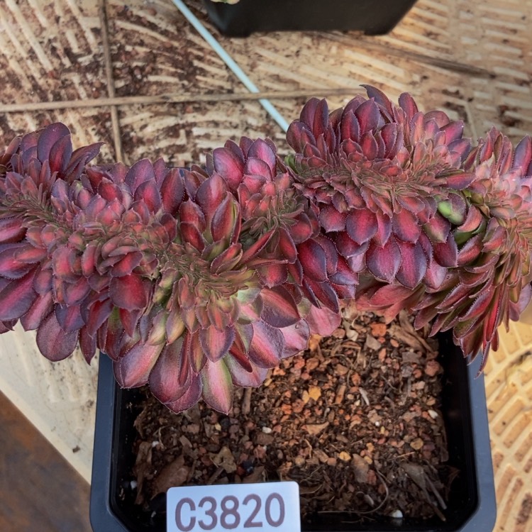 【闪购商品】3820抹茶多肉