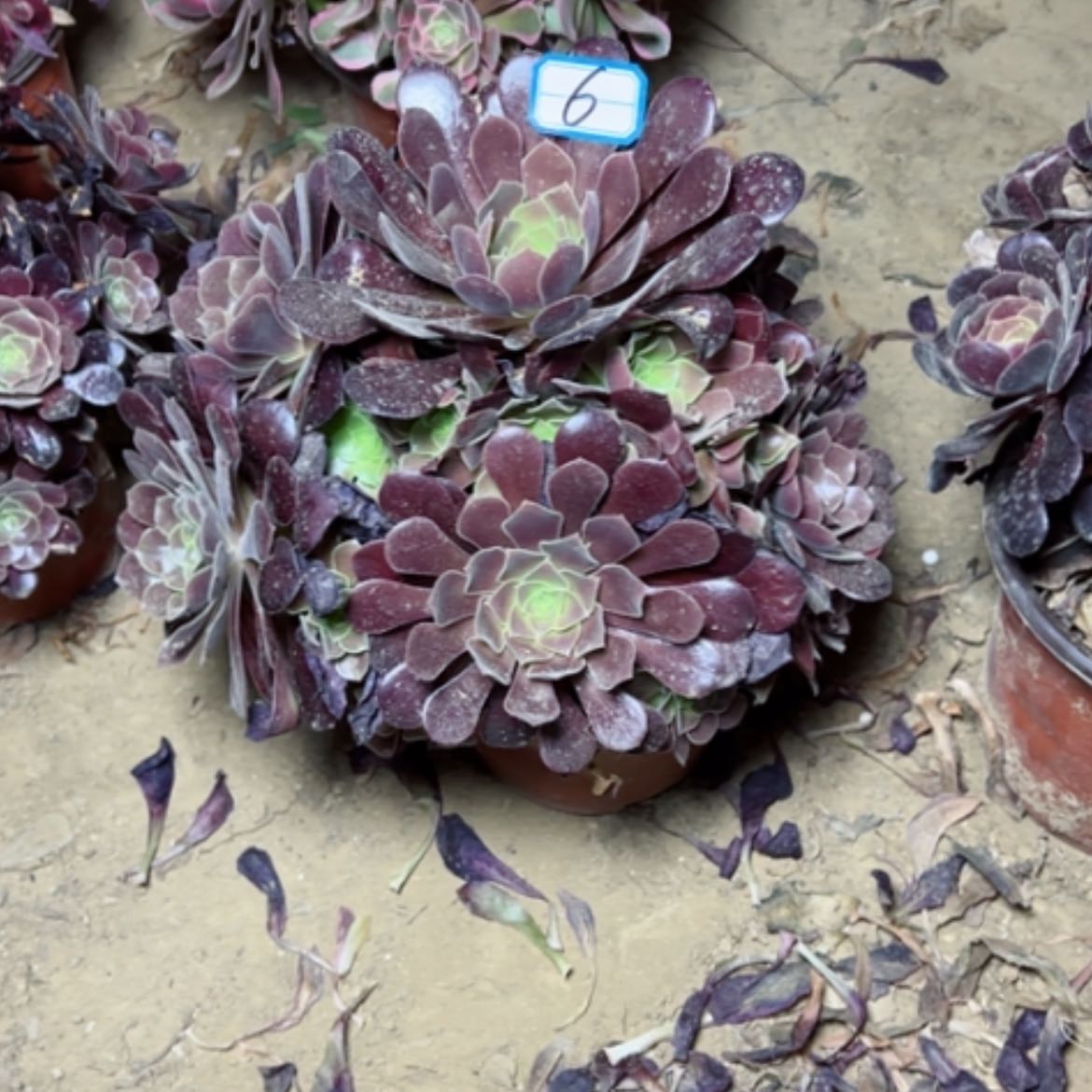 【闪购商品】多肉植物满江红6