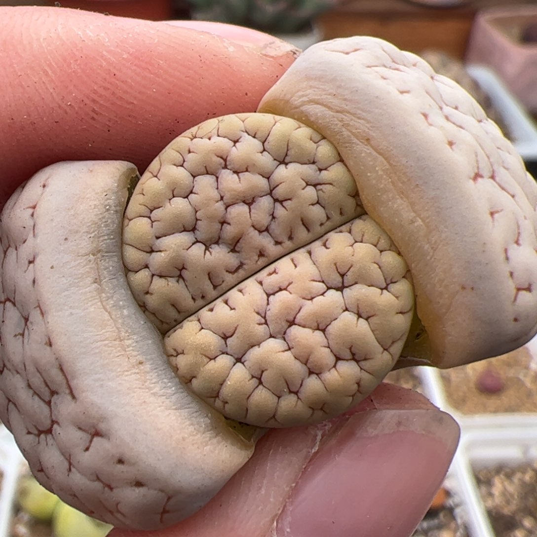 0572号189 多肉植物