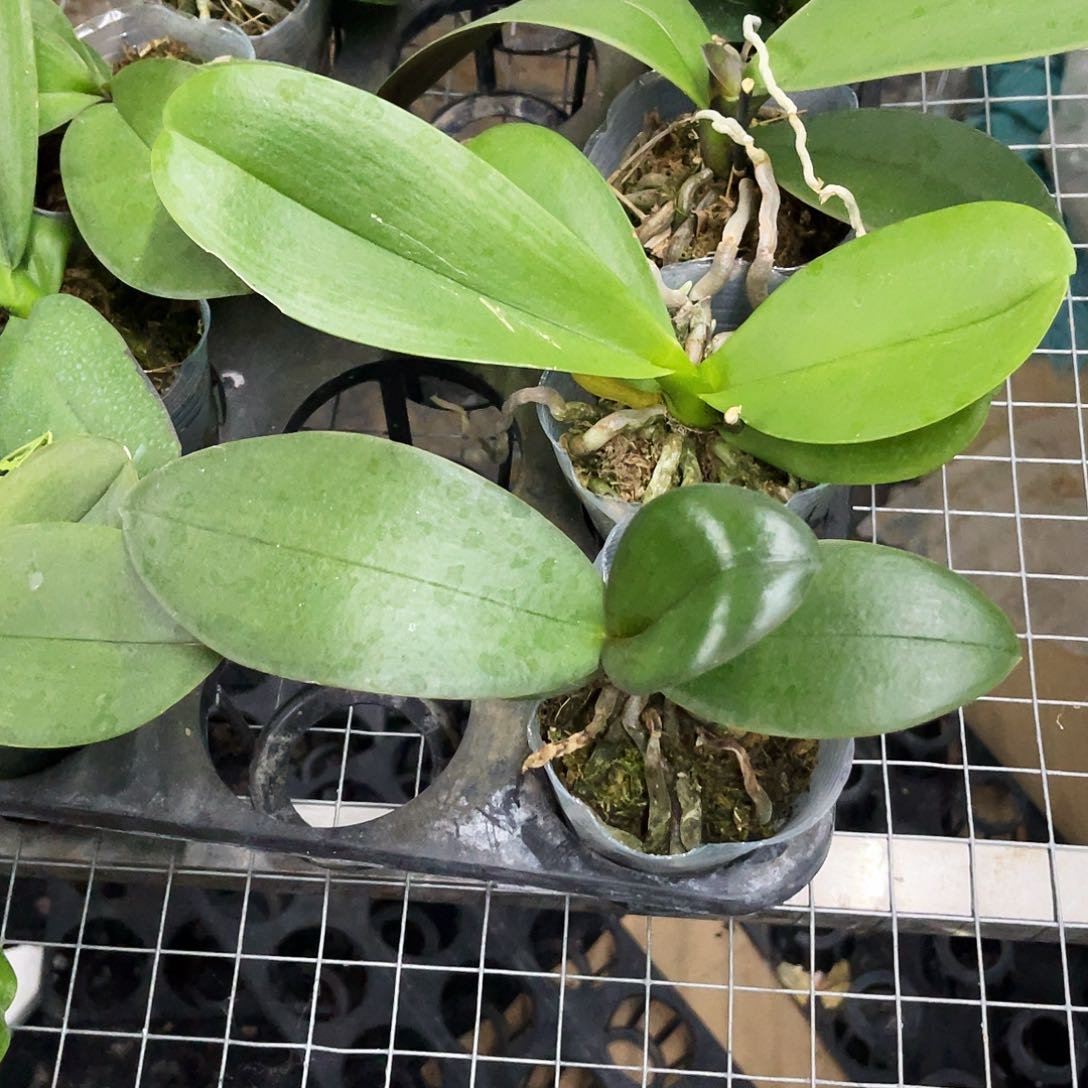 当前无花栽培后可以开花蝴蝶兰弯弯实生控剑苗3.0