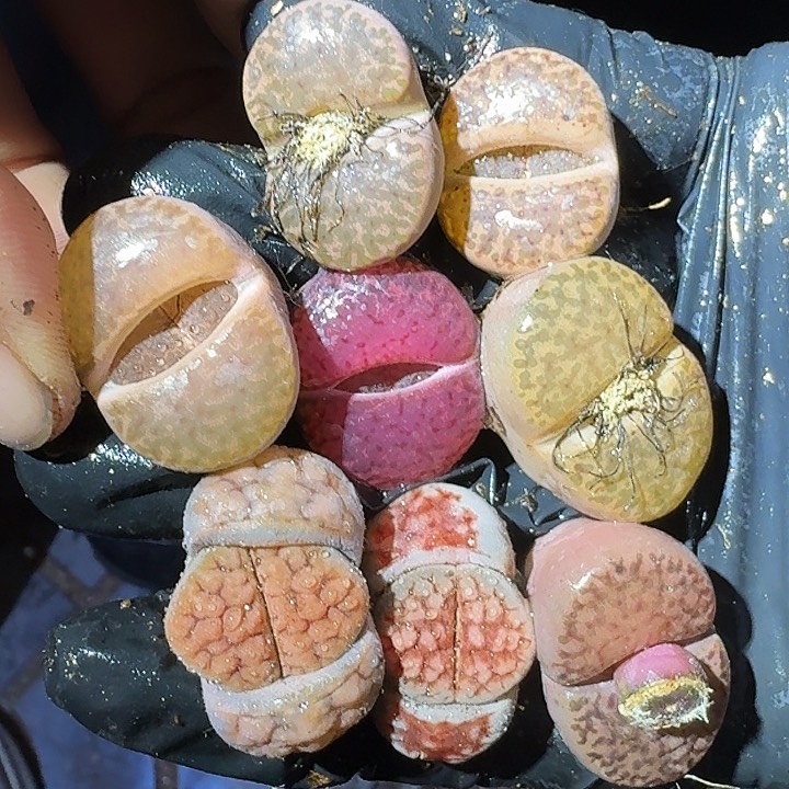 生石花222/2。  165