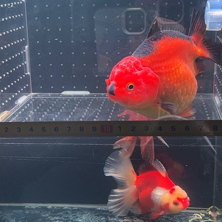 海水鱼一位玛丽小可爱