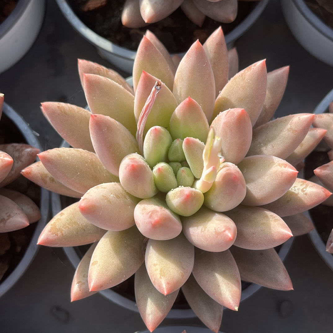 【任意下单即包邮】红蜻蜓8-9厘米多肉植物，脱土发货