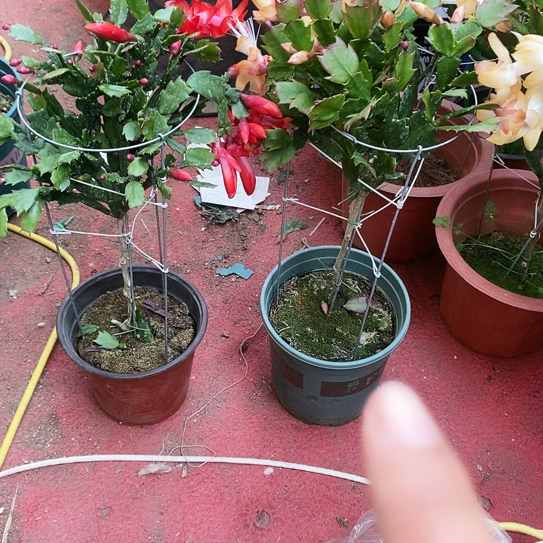 用***3完全开放福利款单层