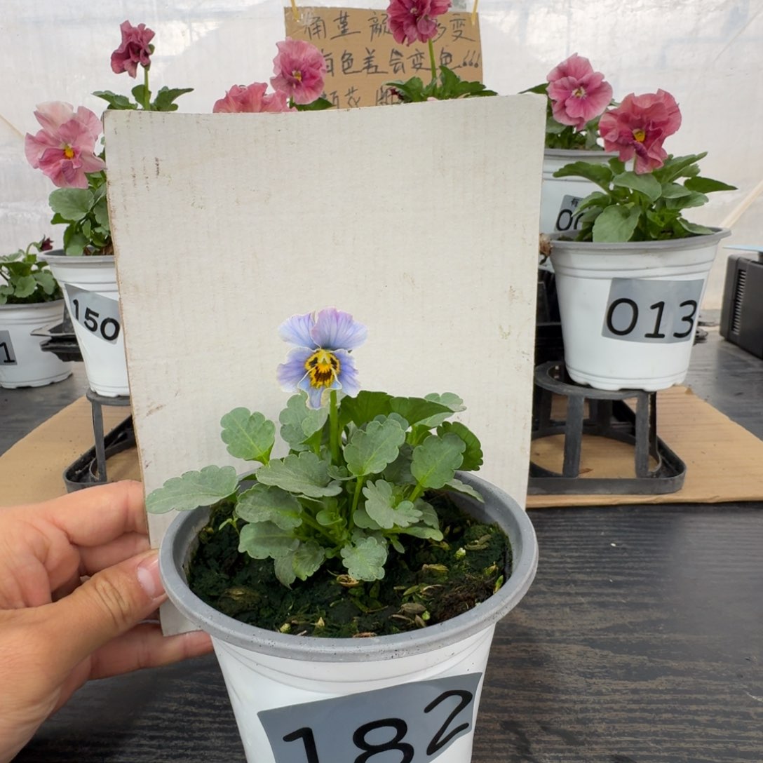 全部花朵182号青金石