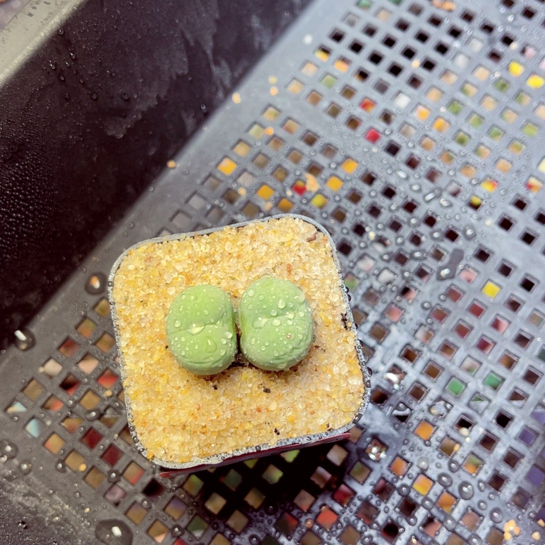 192生石花带盆发1