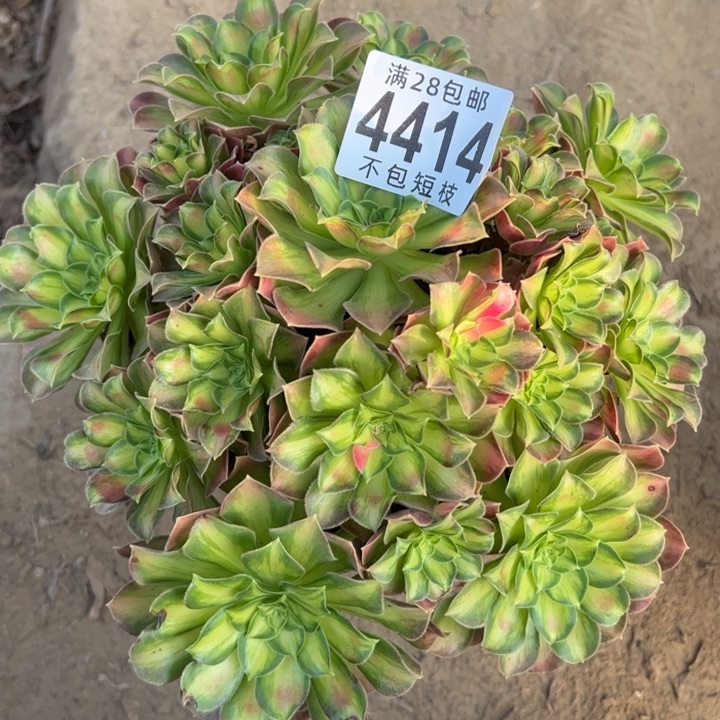 M***4414多肉植物法师法师