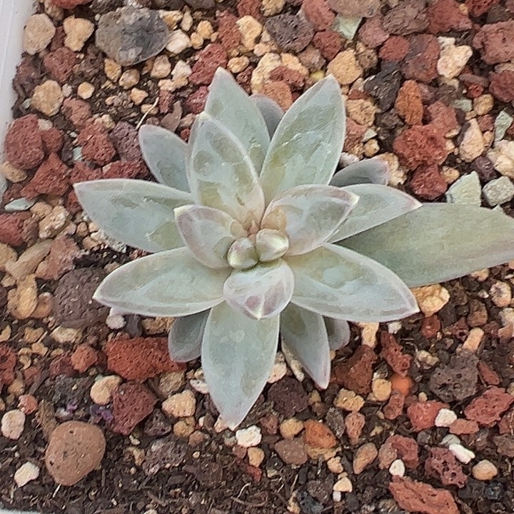 美人特价一物一拍