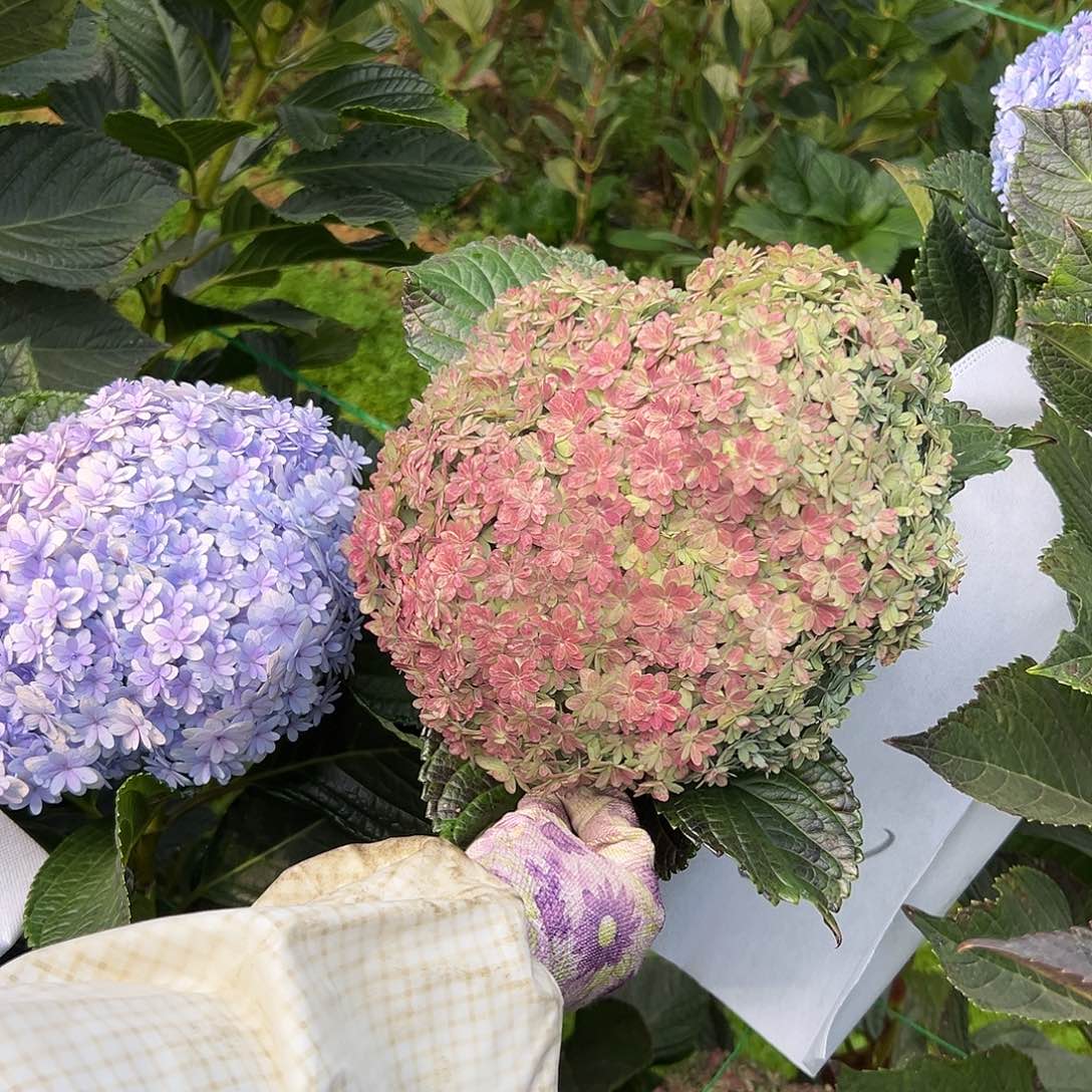 完全开放花手鞠红色