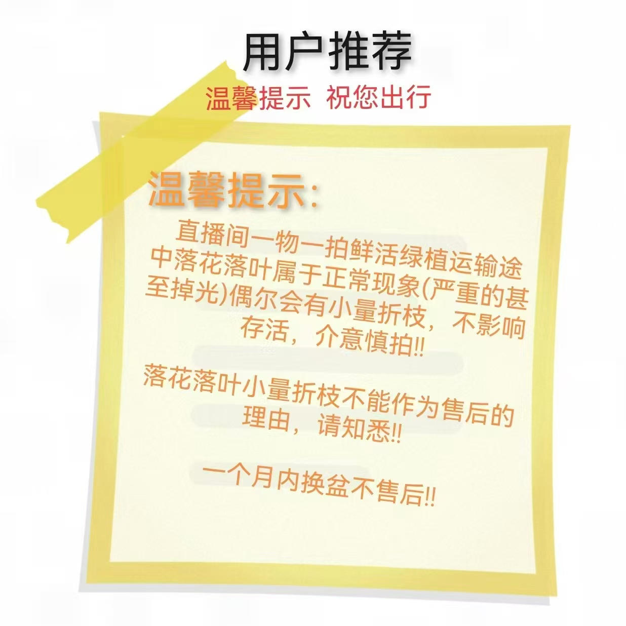 索罗门    三角梅
