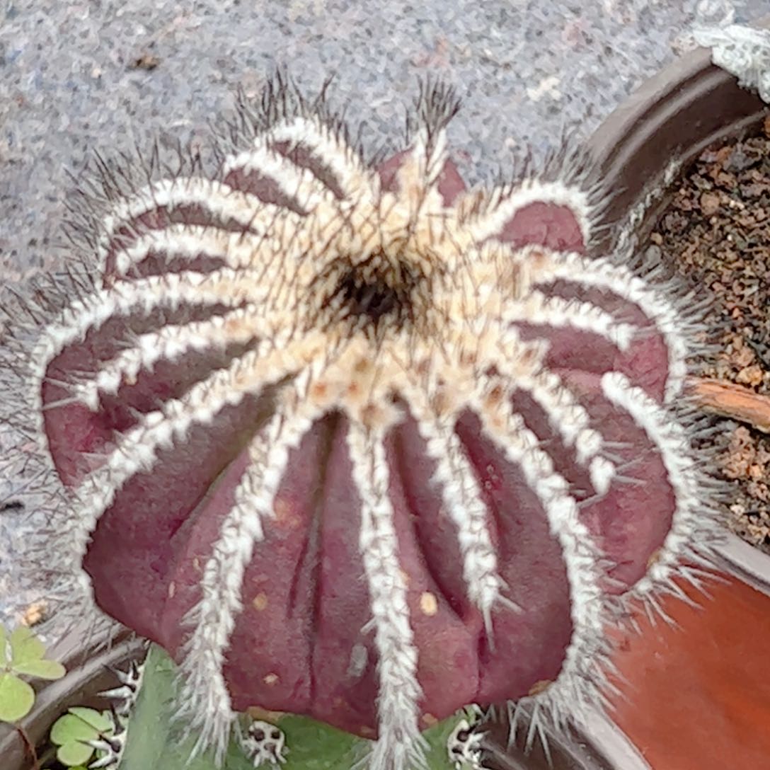 嫁接 栉刺尤伯球