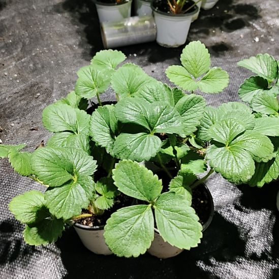 真红美玲4颗装发货