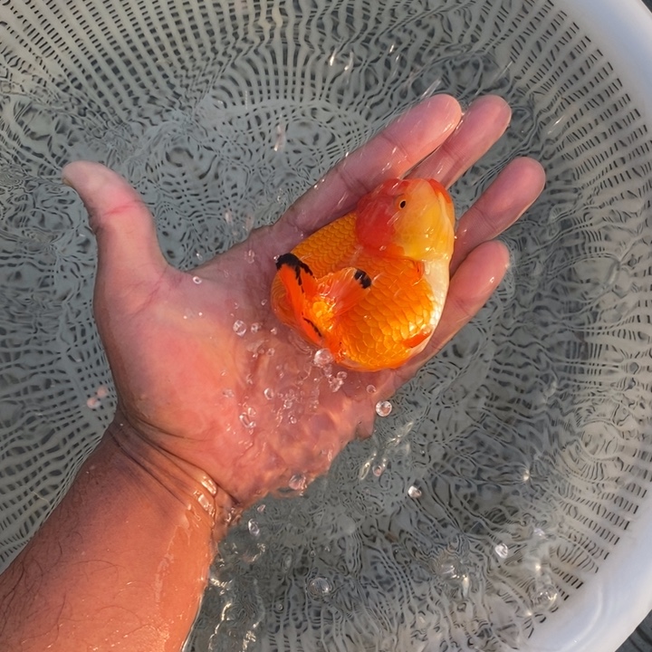 金鱼中原新隆观赏鱼