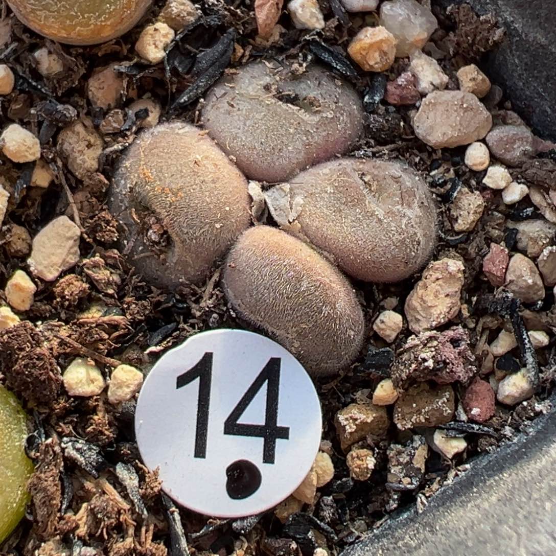 多肉植物1111111111111