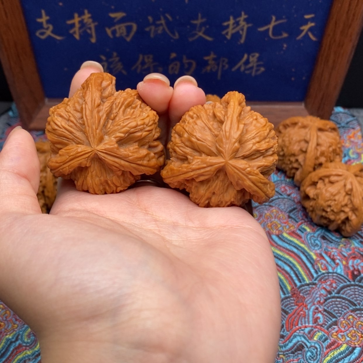 【闪购商品】金*哥白狮