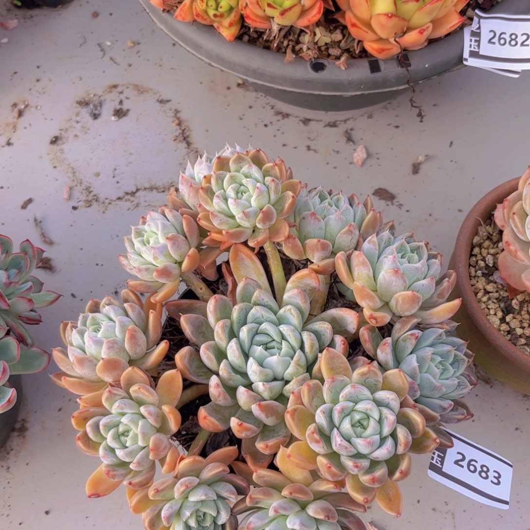 艾莎多肉植物2683