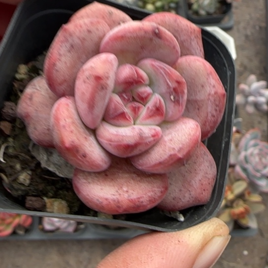 299凌雪多肉植物多