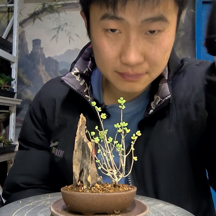 女*范中青园艺一物一拍花29