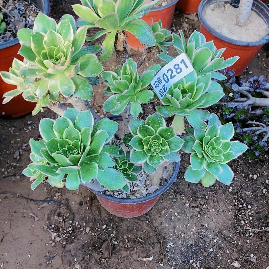 281 号20包邮不包断枝